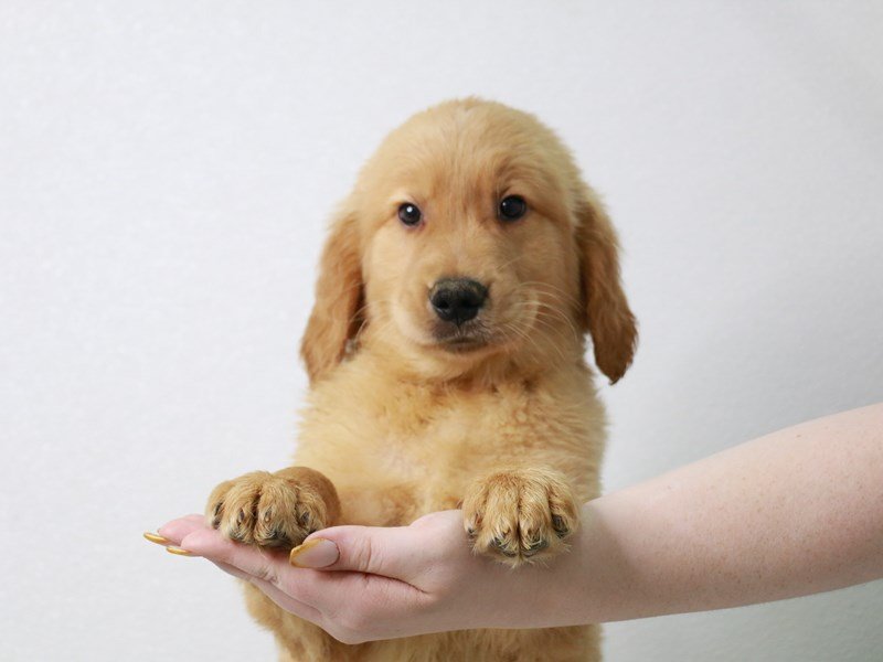 Golden Retriever-Male-Golden-3650535-My Next Puppy
