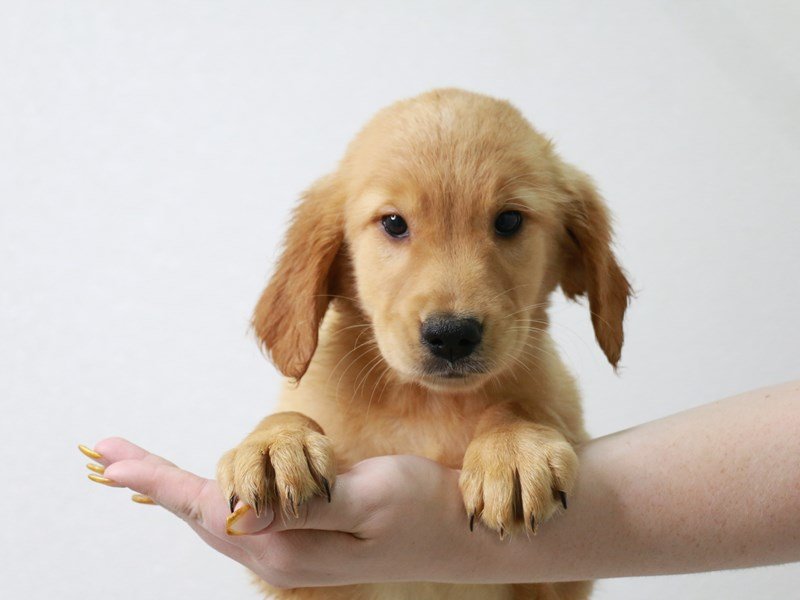 Golden Retriever-Female-Golden-3650534-My Next Puppy