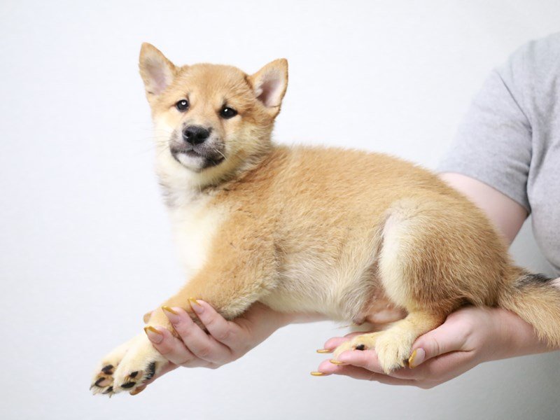 Shiba Inu-DOG-Male-Red Sesame-3650537-My Next Puppy