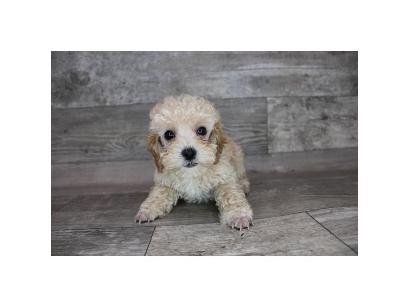 Miniature Poodle-Male-Cream-3660486-My Next Puppy