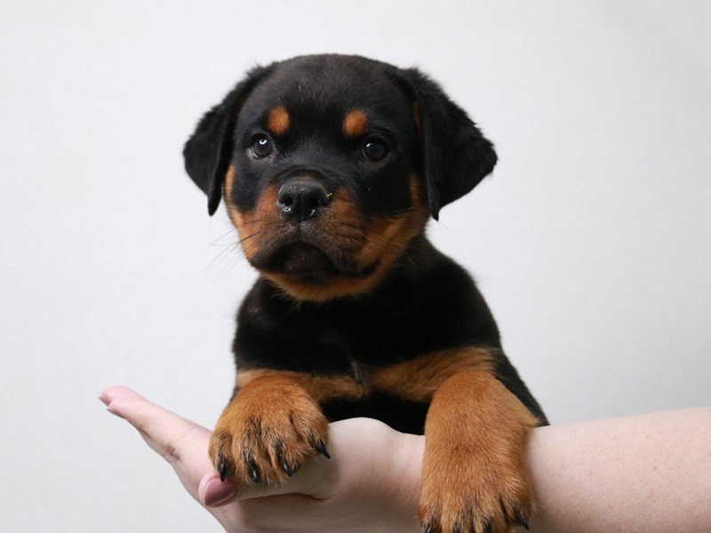Rottweiler-DOG-Male-Black / Mahogany-3662943-My Next Puppy