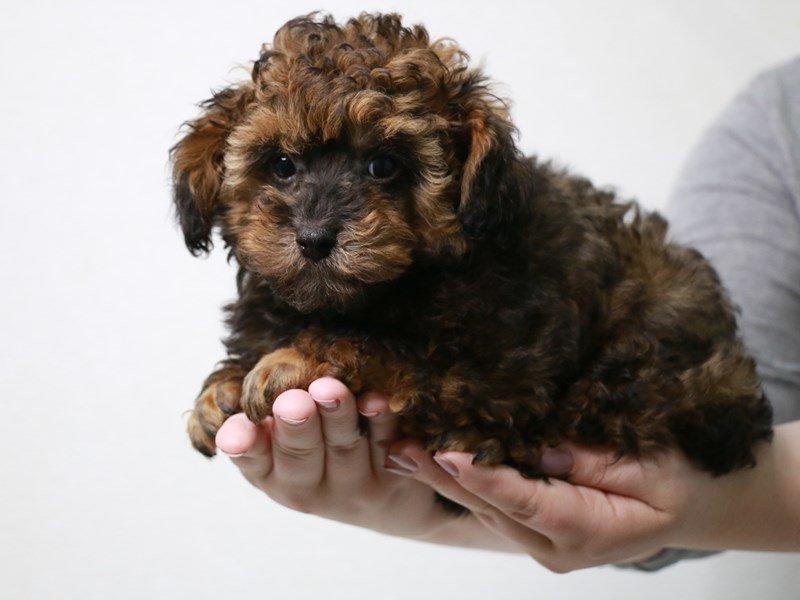 Toy Poodle-Male-Red Sable-3660479-My Next Puppy