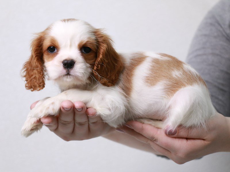 Cavalier King Charles Spaniel-DOG-Female-Blenheim / White-3660481-My Next Puppy