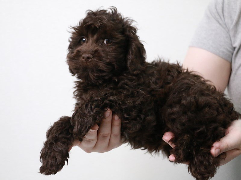 Cockapoo-DOG-Male-Chocolate-3621816-My Next Puppy