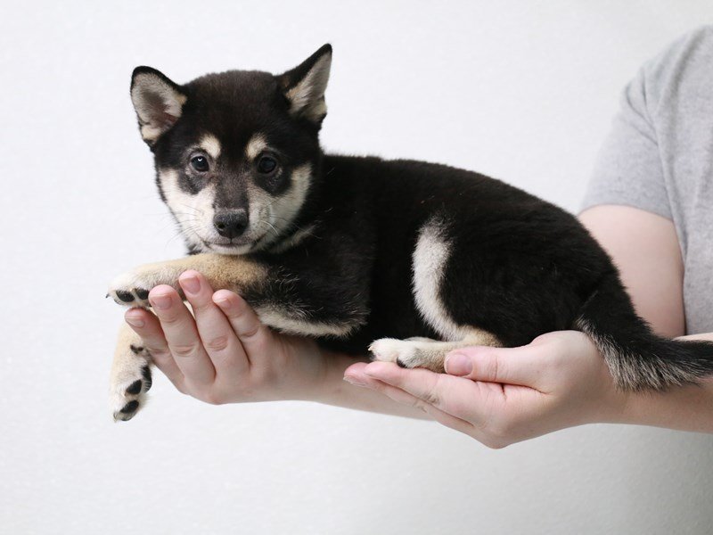 Shiba Inu-DOG-Male-Black / Tan-3621822-My Next Puppy