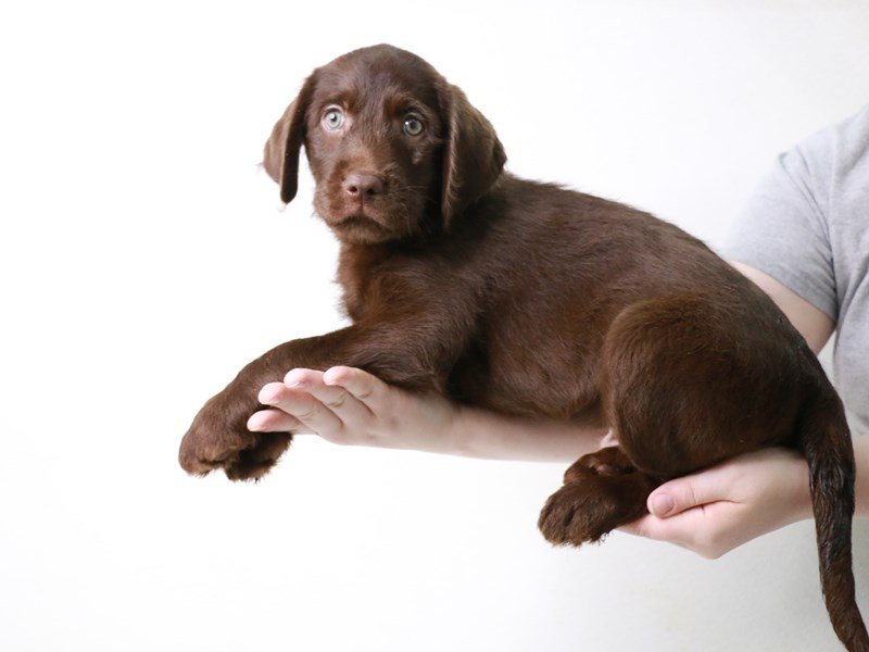 Labradoodle-DOG-Male-Chocolate-3640543-My Next Puppy