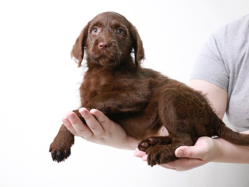 Labradoodle-DOG-Female-Chocolate-3640540-My Next Puppy