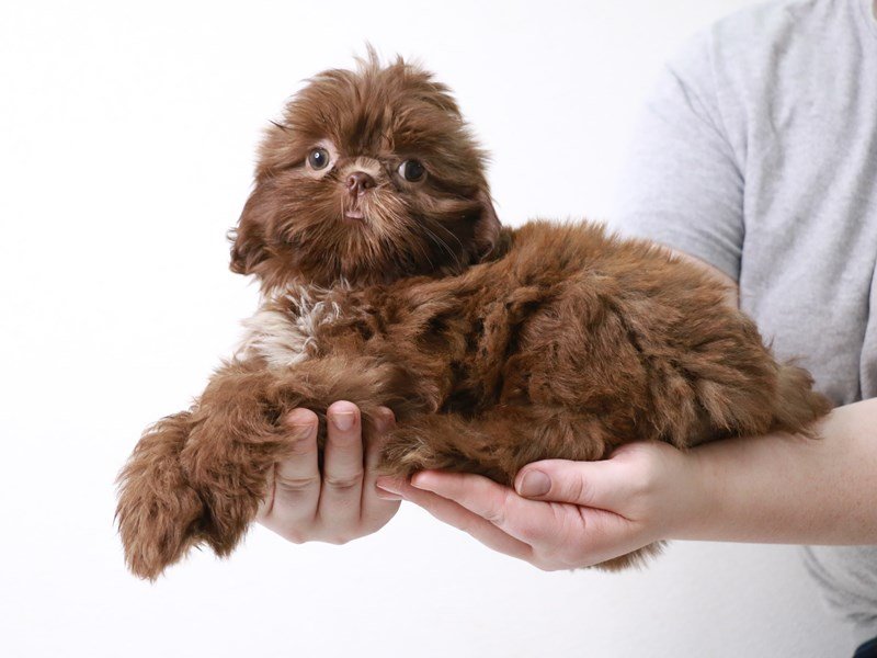 Shih Tzu-DOG-Female-Liver-3640535-My Next Puppy