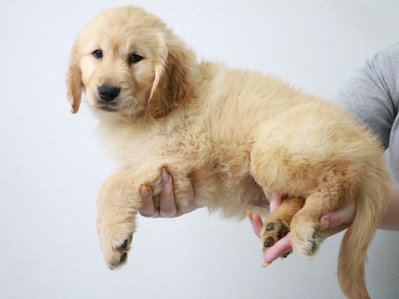 Golden Retriever-Female-Golden-3650719-My Next Puppy