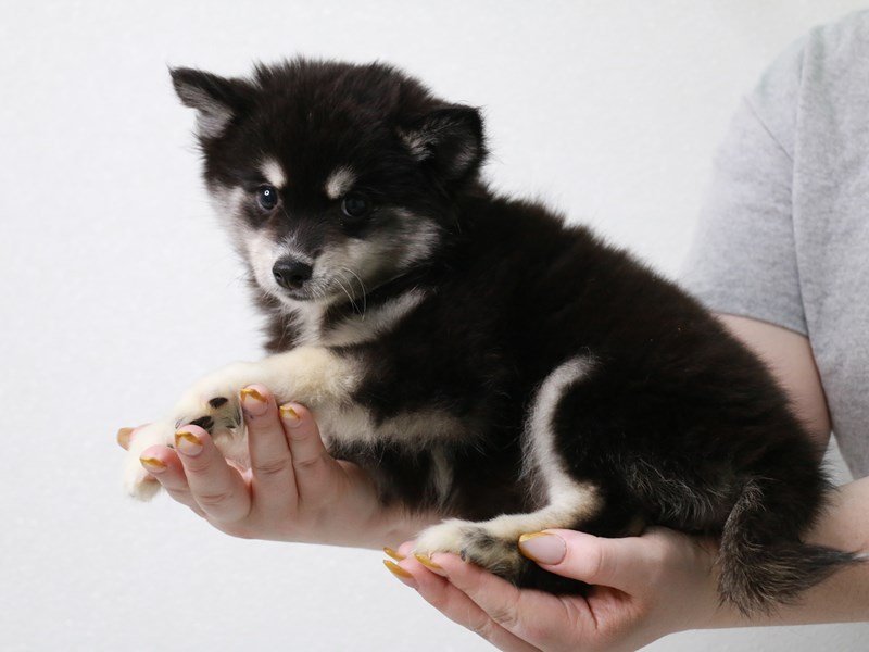 Pomsky-DOG-Female-Black-3650525-My Next Puppy