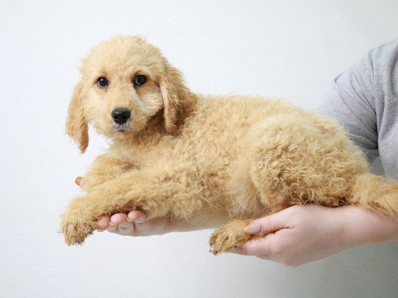 2nd Generation Mini Bernedoodle-DOG-Female-Apricot-3650533-My Next Puppy