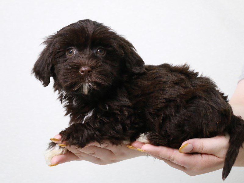 Havanese-DOG-Male-Chocolate-3650531-My Next Puppy