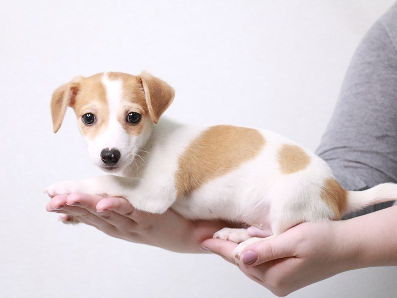 Jack Russell Terrier-DOG-Male-Lemon / White-3660476-My Next Puppy