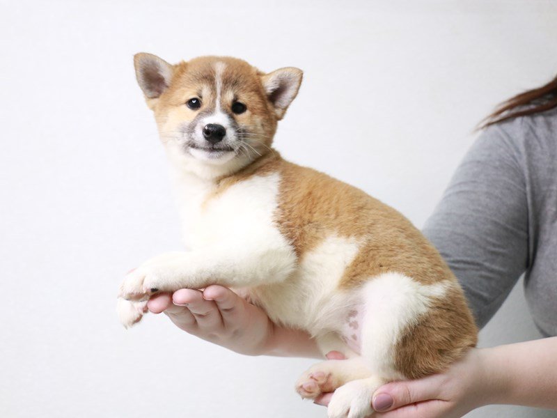 Shiba Inu-DOG-Female-Red Sesame-3660483-My Next Puppy
