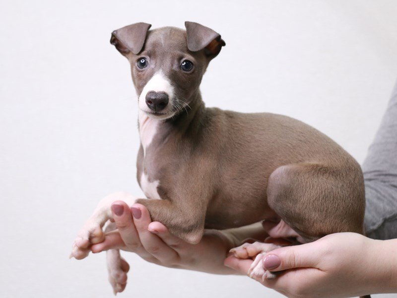 Italian Greyhound-DOG-Male-Blue-3660477-My Next Puppy