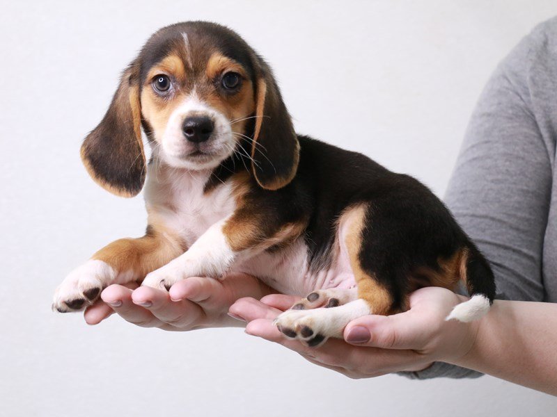 Beagle-DOG-Male-Black / Tan-3660478-My Next Puppy