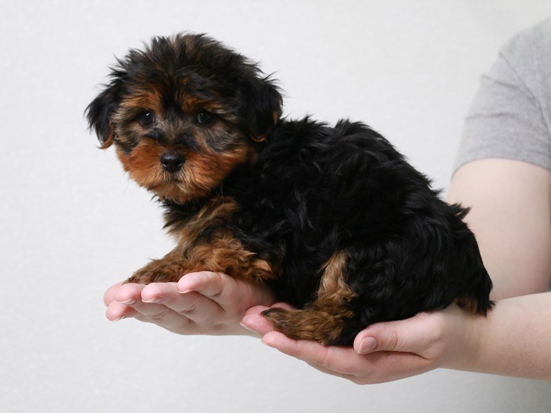 Yorkshire Terrier-DOG-Male-Black / Tan-3669072-My Next Puppy