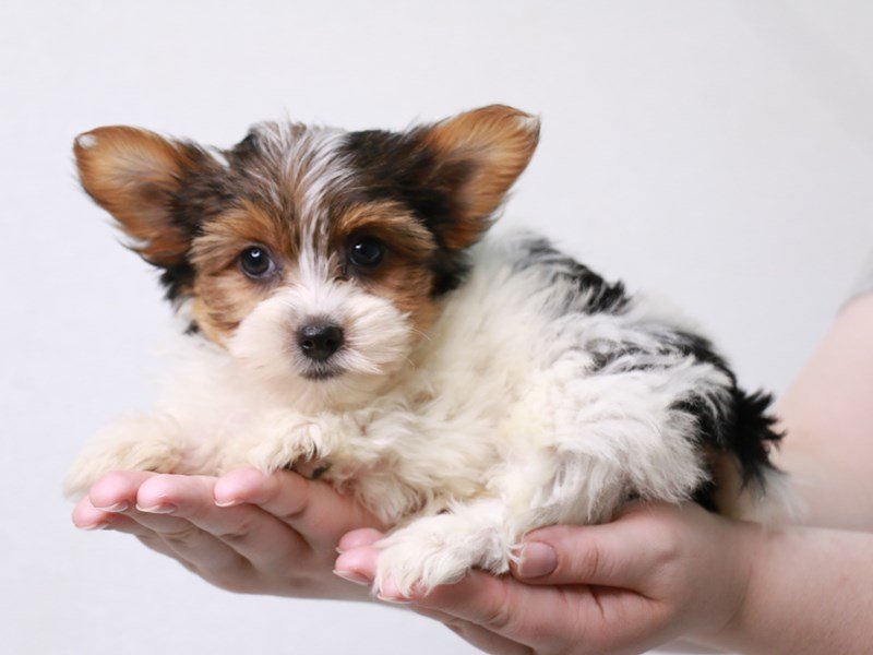 Biewer Yorkshire Terrier-Male--3669069-My Next Puppy