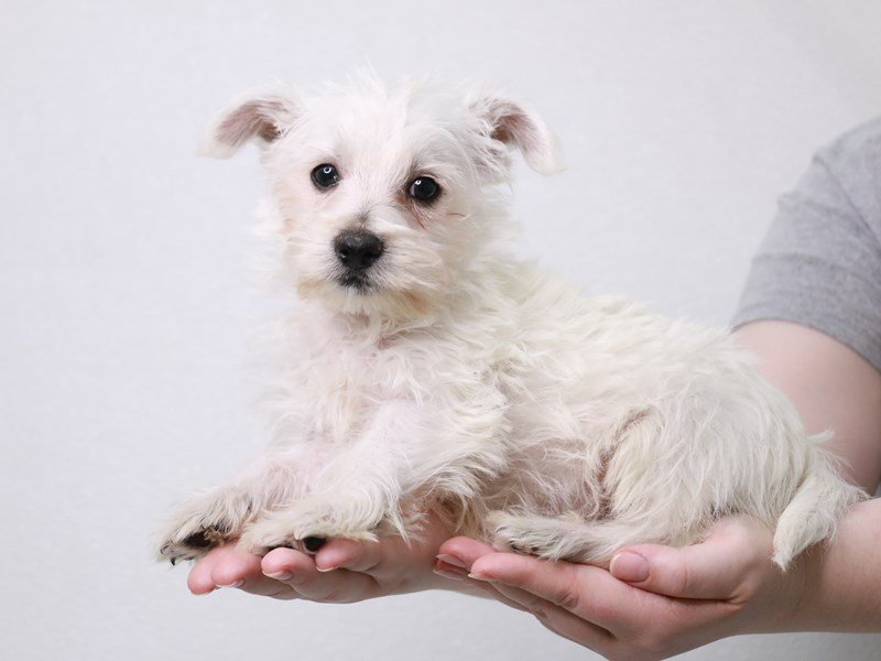 West Highland White Terrier-Male-White-3669066-My Next Puppy