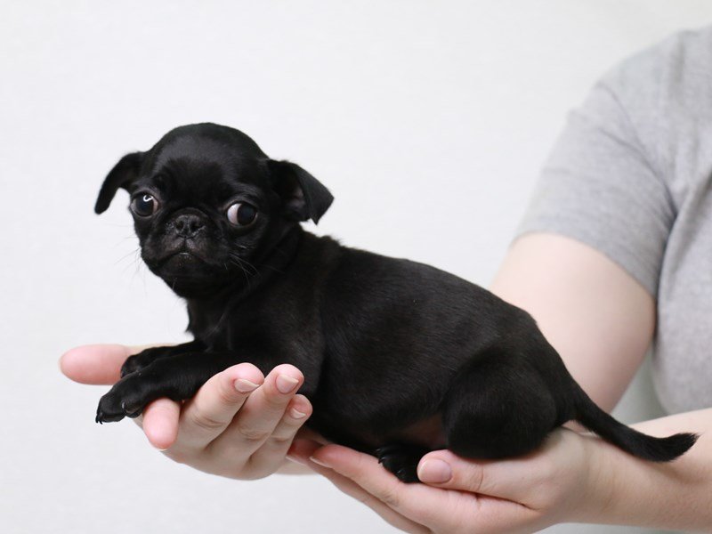 Pug-Male-Black-3669057-My Next Puppy