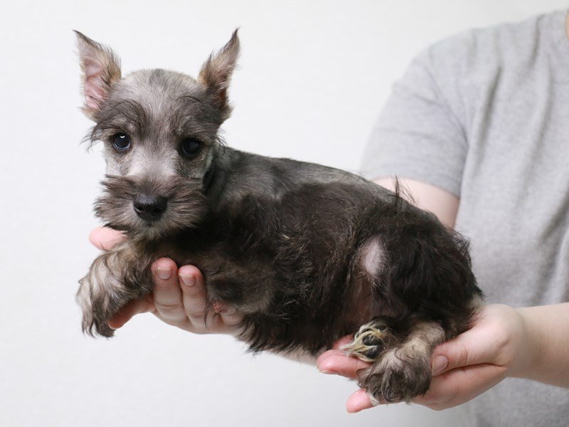 Miniature Schnauzer-DOG-Male-Salt / Pepper-3669065-My Next Puppy