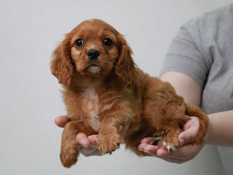 Cavalier King Charles Spaniel-Male-Ruby-3669048-My Next Puppy