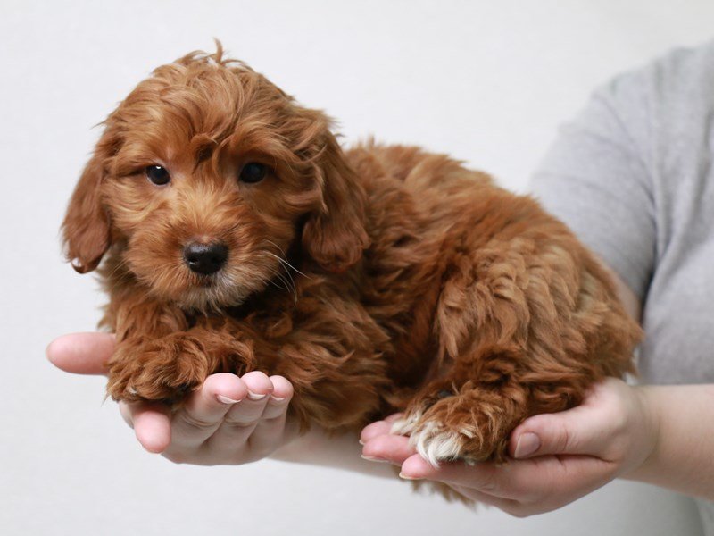 2nd Generation Mini Goldendoodle-Male-Red-3669063-My Next Puppy