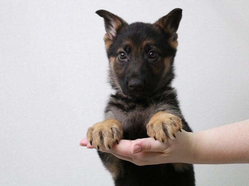 German Shepherd-Female-Black / Tan-3669062-My Next Puppy