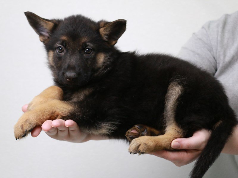 German Shepherd-DOG-Female-Black / Tan-3669060-My Next Puppy