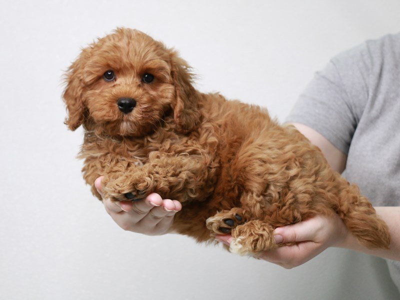 Cavapoo-Male-Red-3669051-My Next Puppy