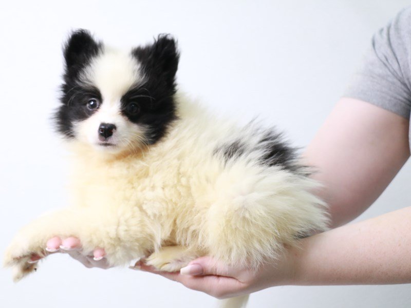Pomeranian-Male-Black-3690451-My Next Puppy