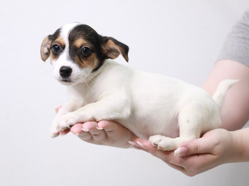 Jack Russell Terrier-Female-Black-3690445-My Next Puppy