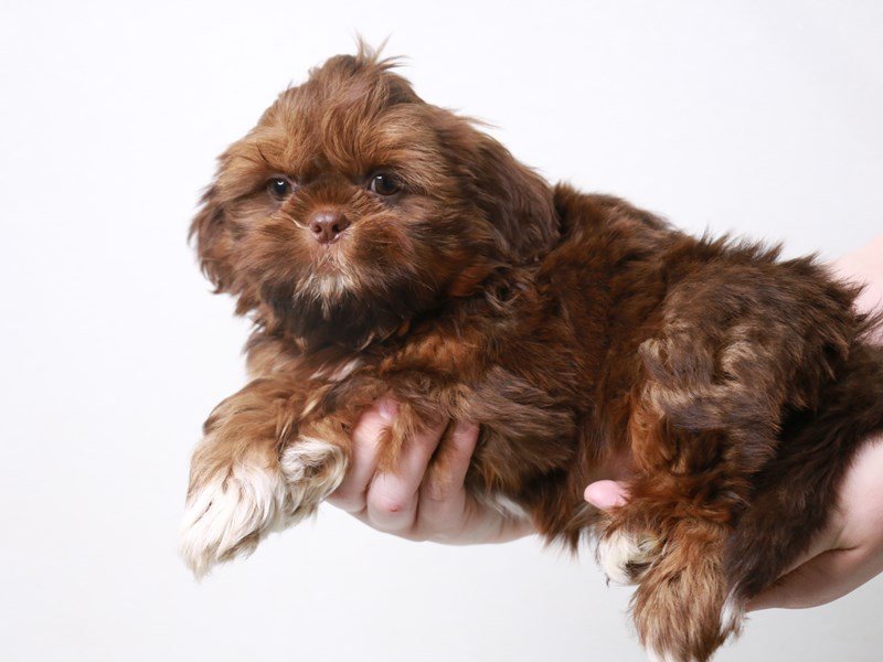 Shih Tzu-Male-Liver-3697085-My Next Puppy