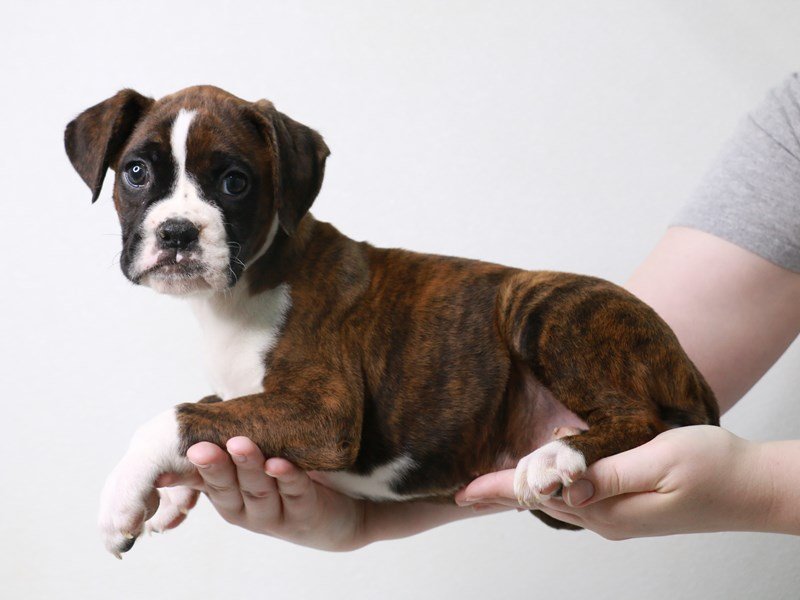 Boxer-Female-Brindle-3687756-My Next Puppy