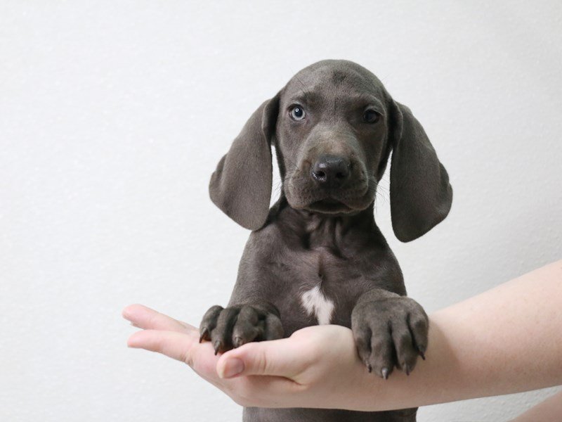 Weimaraner-DOG-Male-Blue-3591089-My Next Puppy
