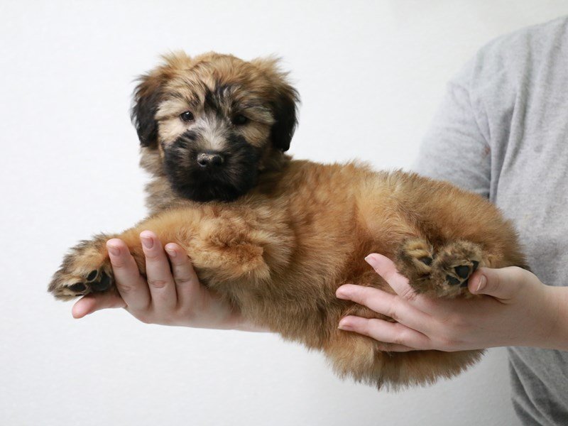 Soft Coated Wheaten Terrier – Pumpernickel
