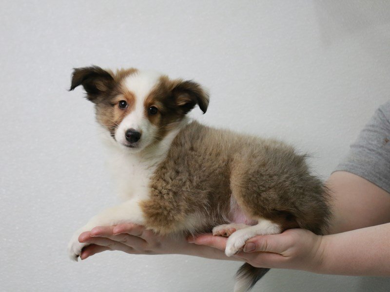 Shetland Sheepdog-DOG-Male-Sable / White-3601609-My Next Puppy