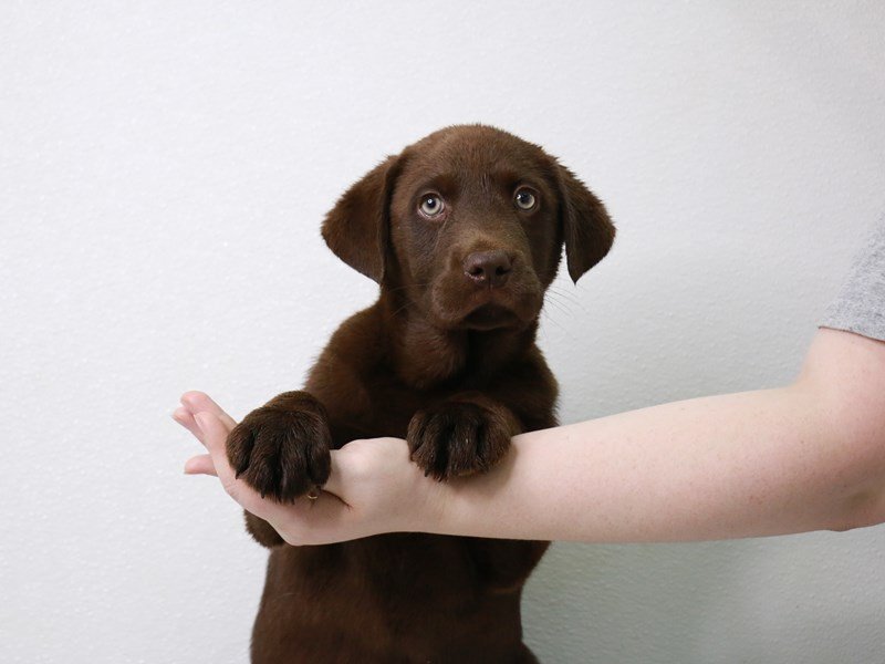 Labrador Retriever-Male-Chocolate-3601438-My Next Puppy