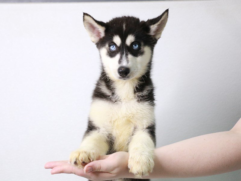 Siberian Husky-Female-Black / White-3601404-My Next Puppy