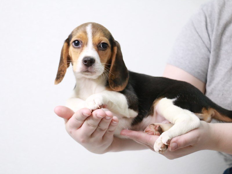 Beagle-Female-Black-3621808-My Next Puppy