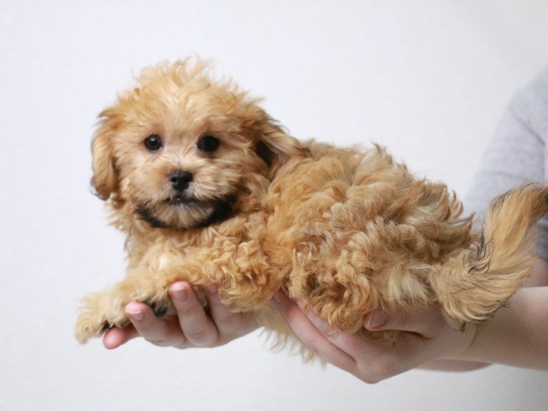Teddy Bear-Male-Gold-3631190-My Next Puppy