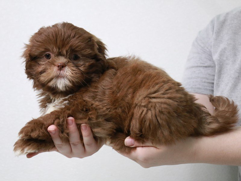 Shih Tzu-DOG-Female-Liver-3631179-My Next Puppy