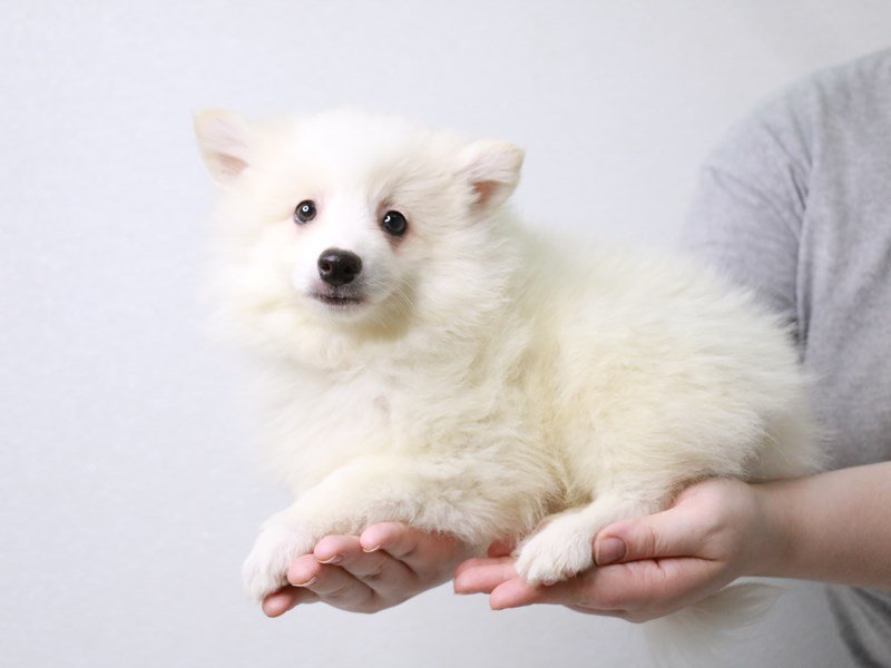 American Eskimo-Female-White-3631169-My Next Puppy