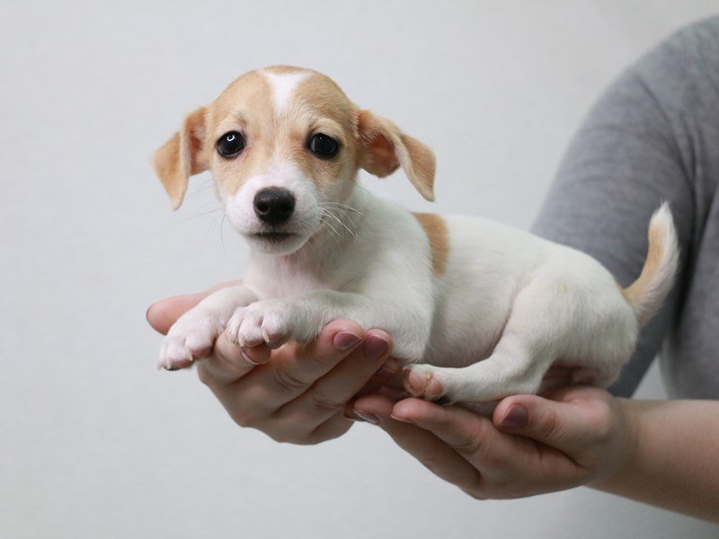 Jack Russell Terrier-Female-Lemon / White-3660474-My Next Puppy