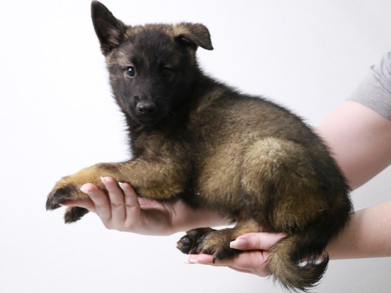 Norwegian Elkhound-Male-Gray / Black-3690544-My Next Puppy