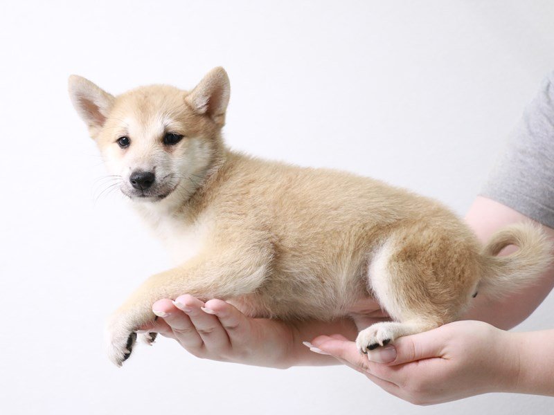 Shiba Inu-Female-Red Sesame-3690452-My Next Puppy