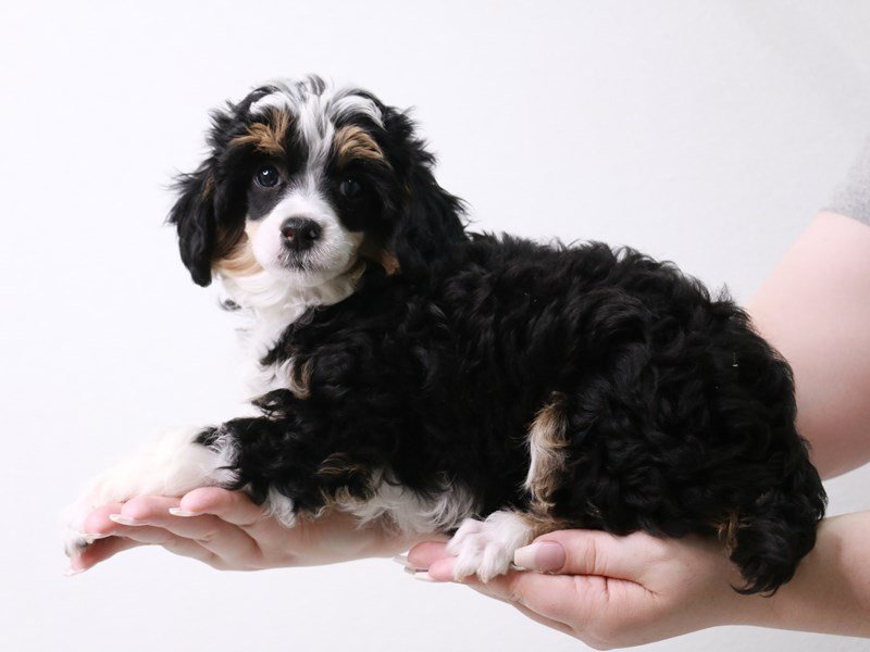 Miniature Poodle-DOG-Female-Black / Tan-3690541-My Next Puppy
