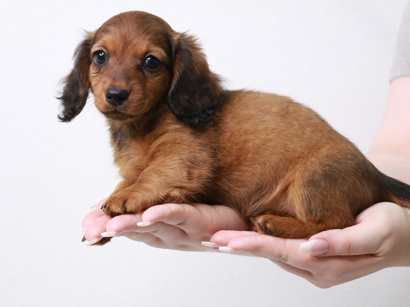 Miniature Dachshund-DOG-Female-Red Sable-3690444-My Next Puppy