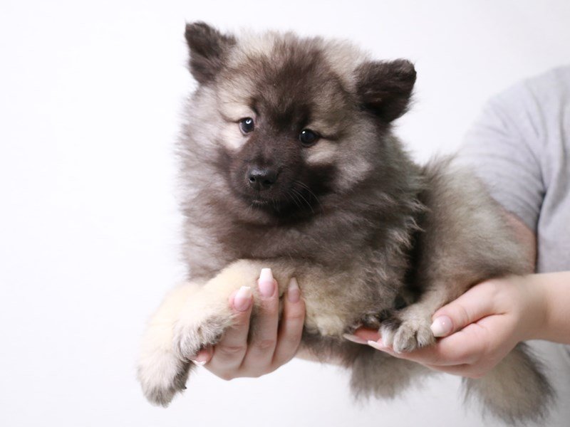 Keeshond-Male-Silver / Black-3690443-My Next Puppy