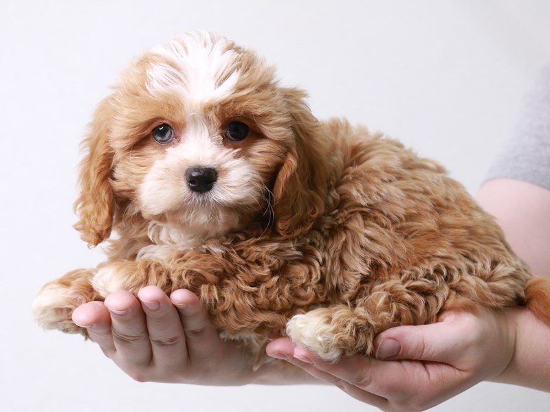 Cavapoo-Male-Red-3697082-My Next Puppy